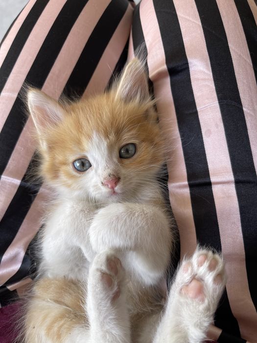 Рыжий котенок в добрые ручки