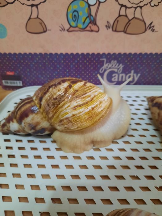 Продажа улитята Ахатины