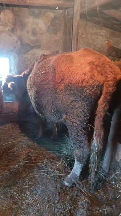 Продам две коровы на развод