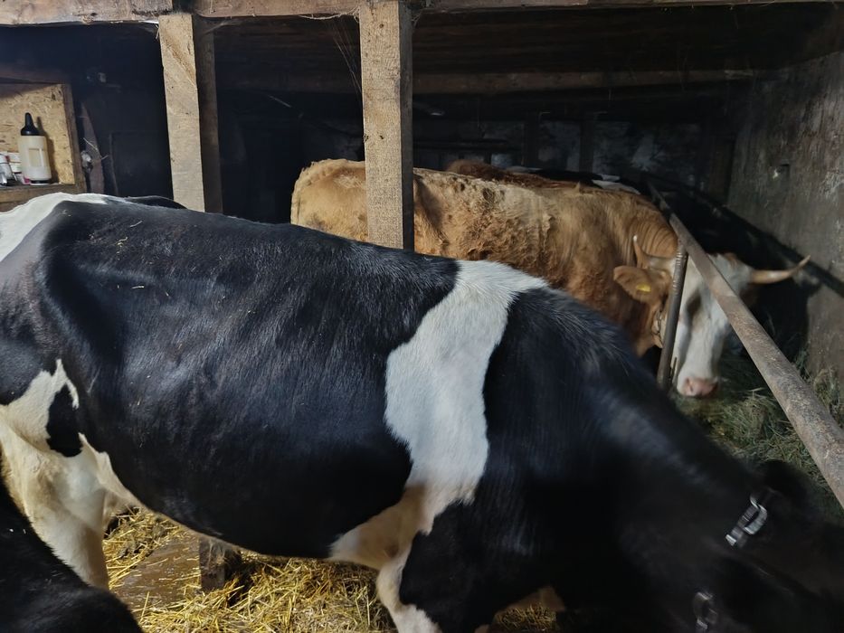 Продам племенных тёлок