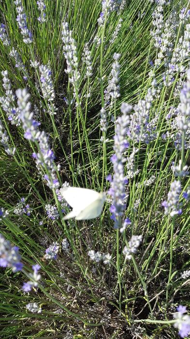 Lavanda  iulie 2025  floare uscata recent.