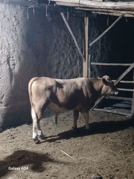 Assalamu aleykum buqlar sotiladi Qozoqston buqlari