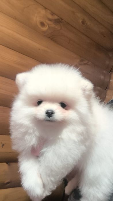 Шпицы мальчики готовы к переезду