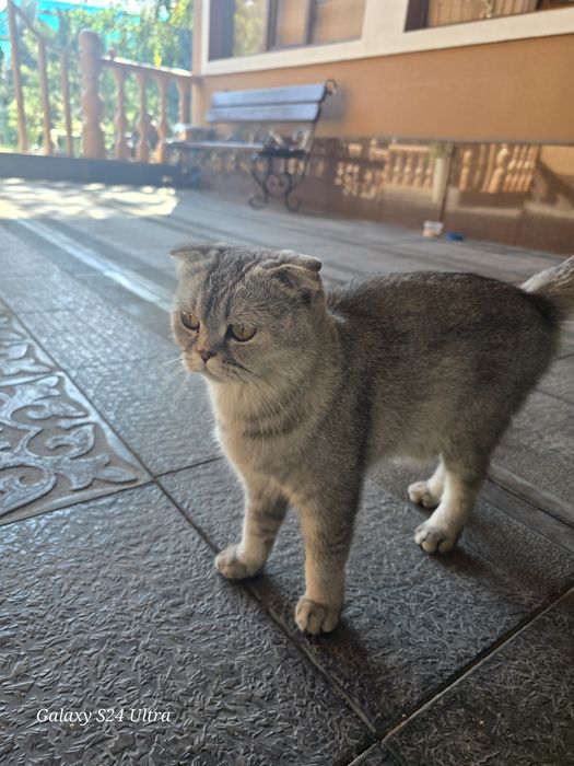 Ищу хозяев кошки