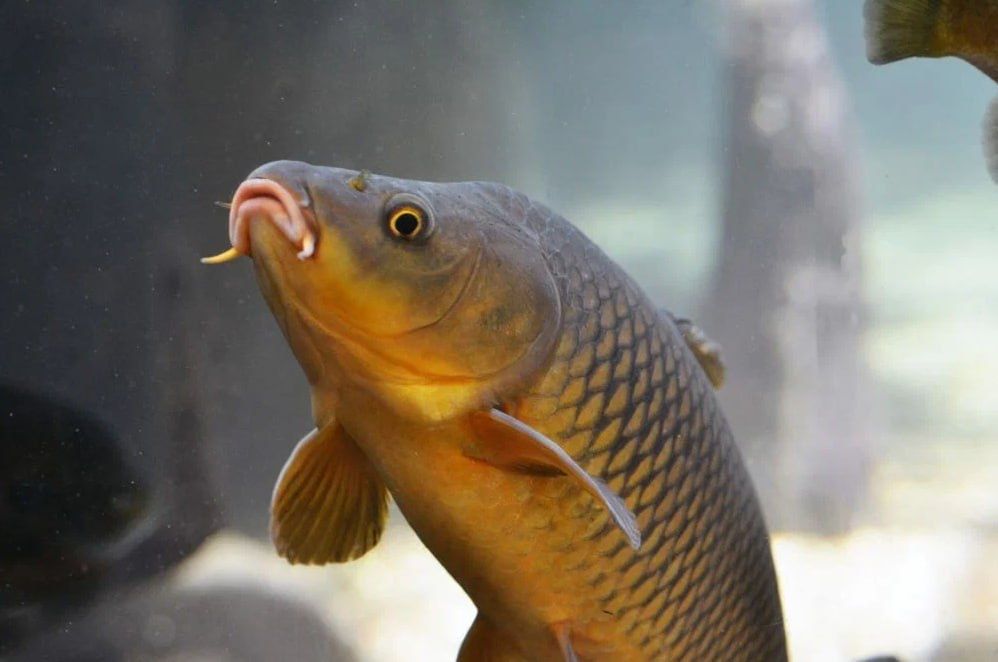 Haida 555 – быстрый рост карпов и высокие технологии для успеха!