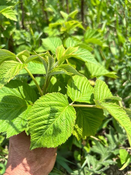 Ростки малины на продажу