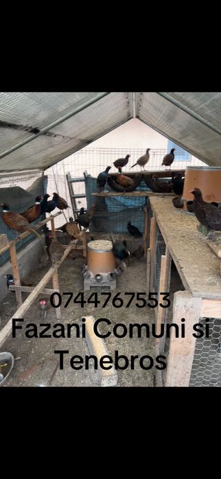 Vand Fazani Comuni si Tenebros