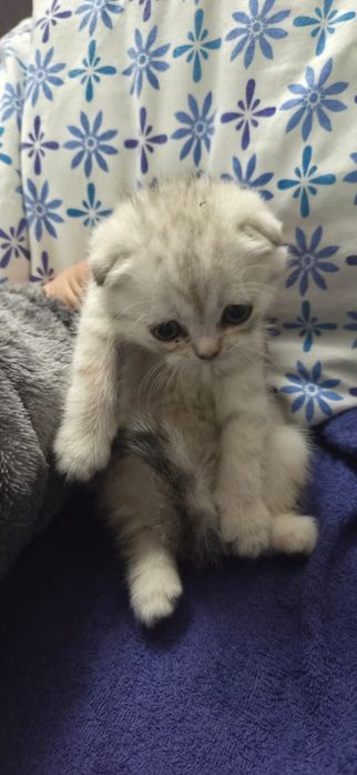Продам котят породистые