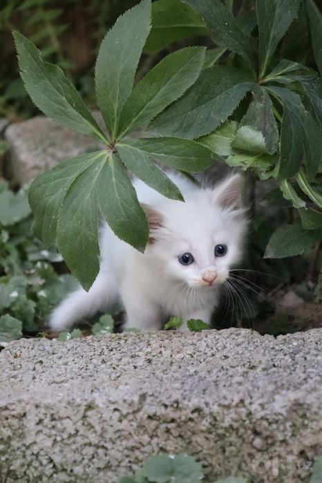 Котята «Као мани» породистые