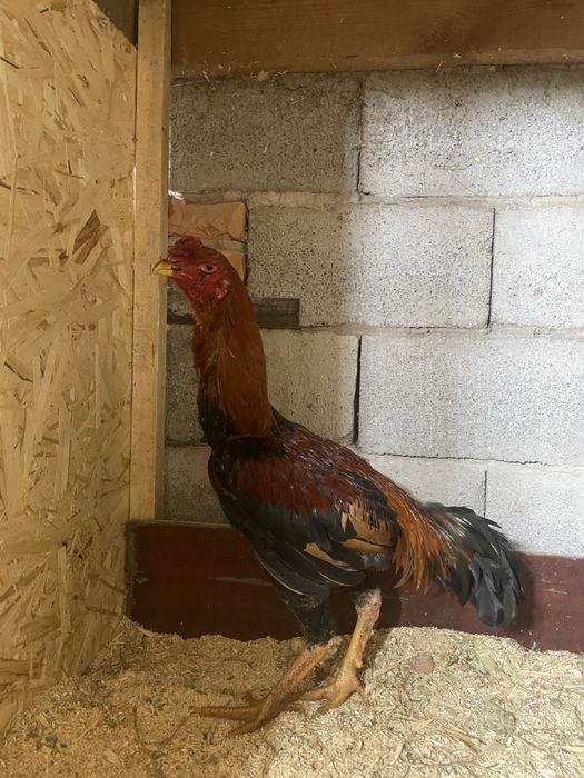 Продам петушка дакана