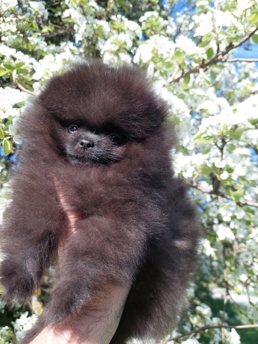 Mascul Pomeranian cu pedigree ACHR