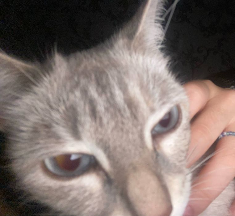 кошечка по имени Малиса