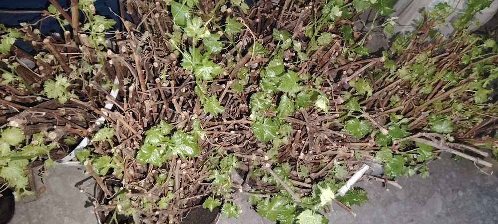 Продам саженцы винограда