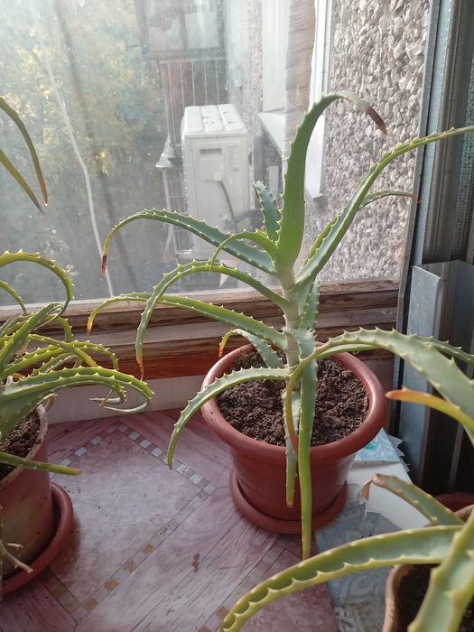 Продам лечебный алое
