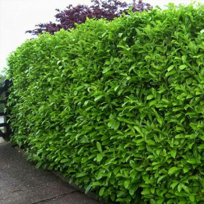 Laur Englezesc (Gard Viu )