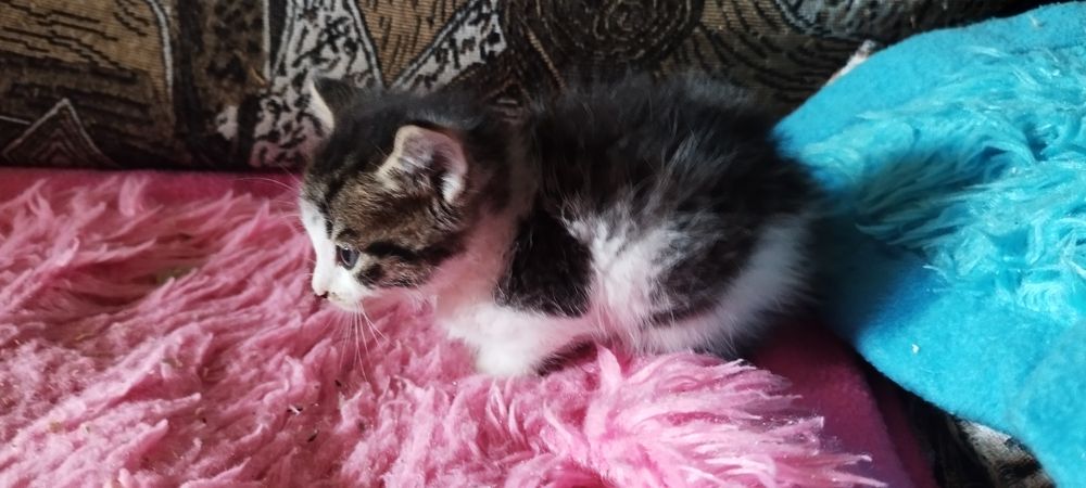 Котята в хорошие руки