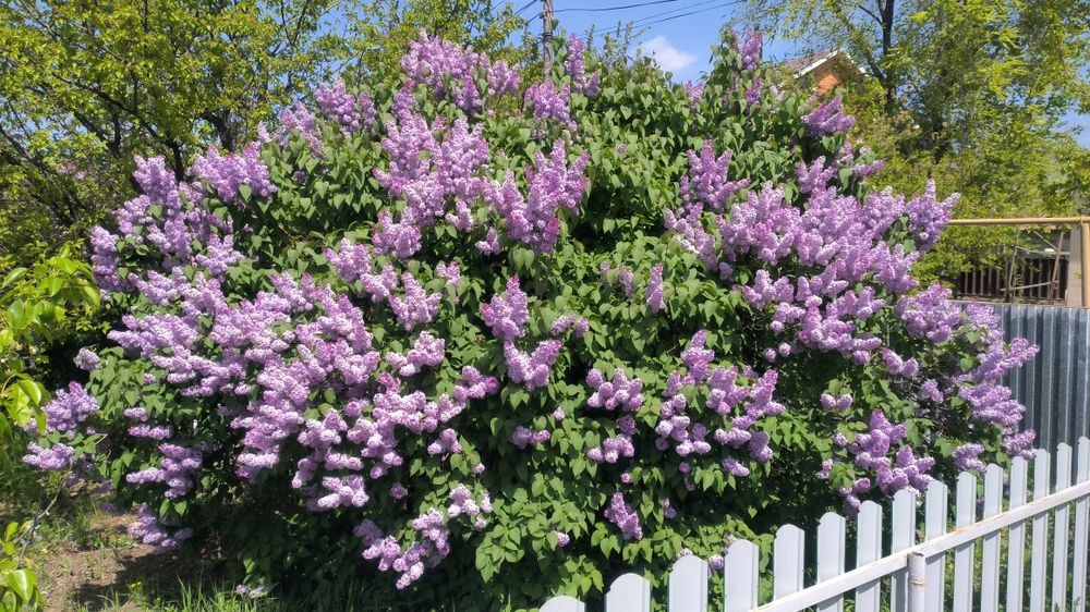 Сирень любое количество