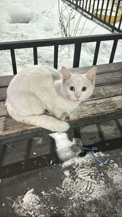 Белый котенок, мальчик.