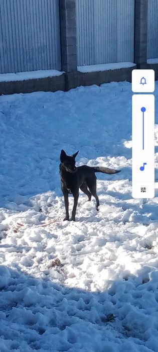 Девочка стерилизованая имя Тора ,полное имя Торнадо .