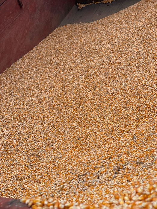 Vând porumb sticlos pionier 9590