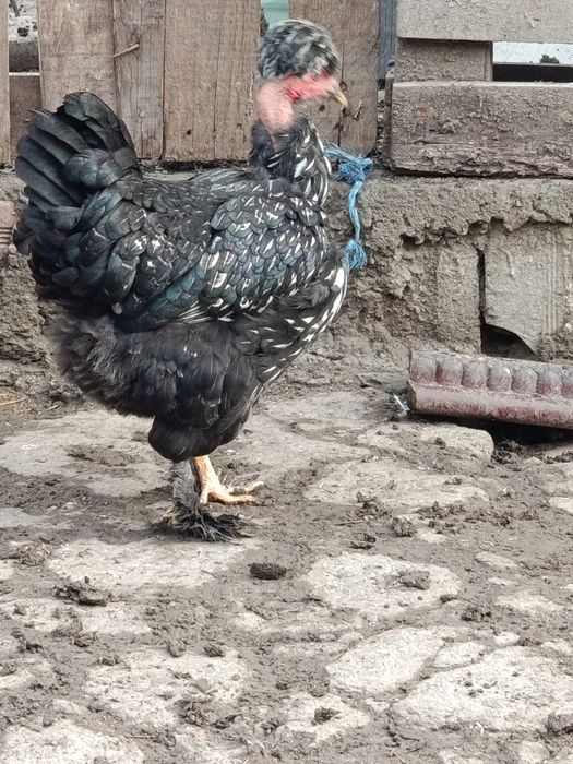 Oua pt incubat de la găini moțate ,golașe