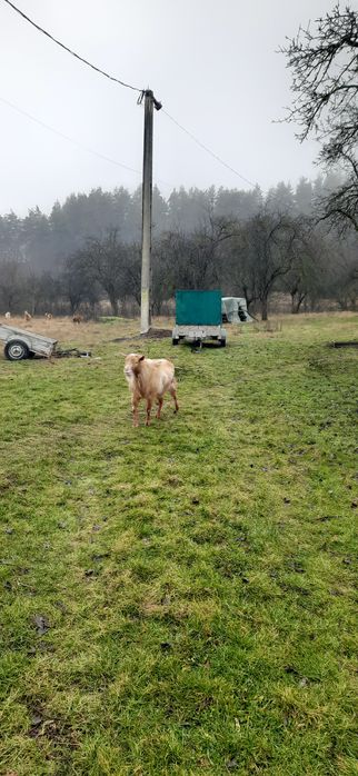 Vând Tap frumos,3 ani