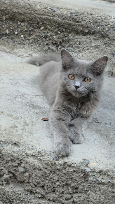Britanskiy Mishuk sotiladi