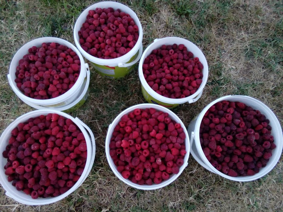 Vănd drajoni de zmeură polka si stoloni căpsuni