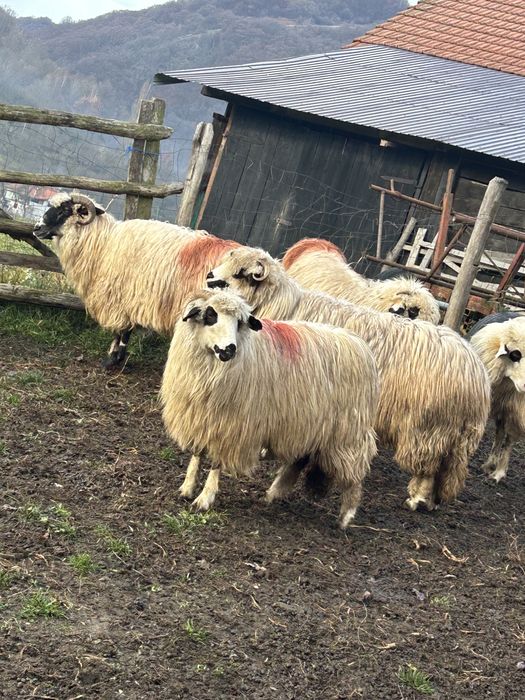 Vând oi tinere de afata