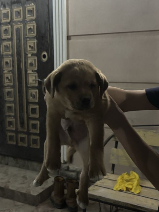 Продаётся порода >