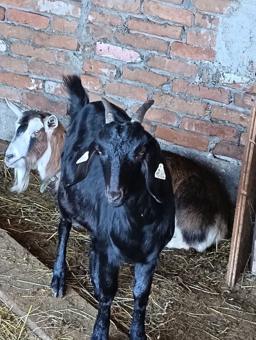 Doua iedite metis Anglo nubiana