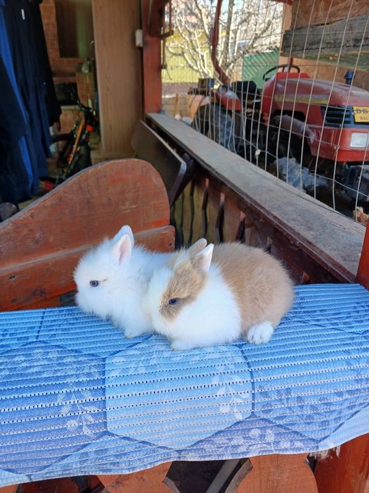 Iepurași Cap de leu pui la 1 lună