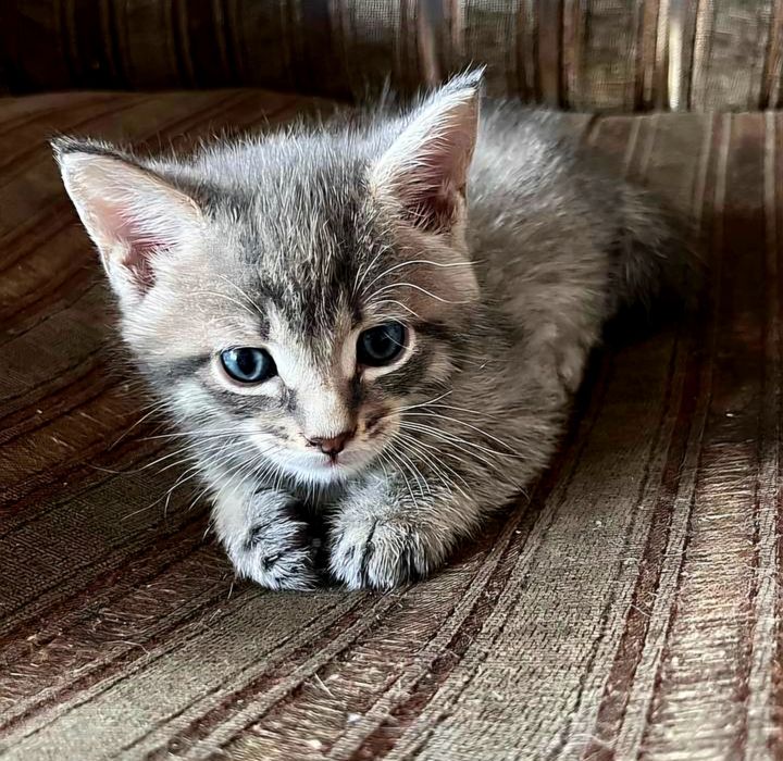 В добрые руки,  котята
