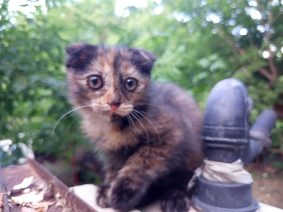 Вислоухая коська шотландка