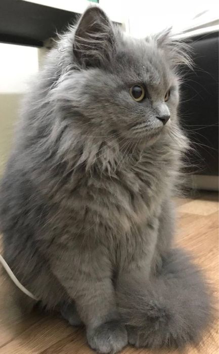 Скотиш Страйт Сотилади