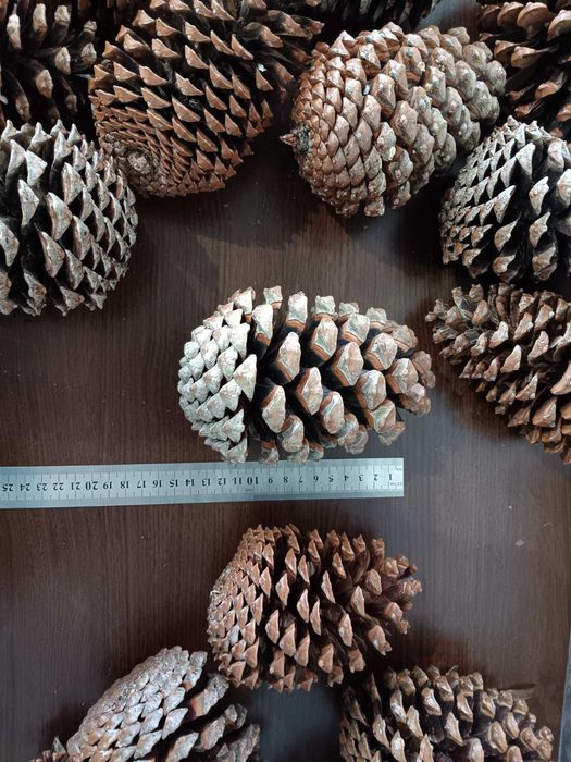 Шишарки от Черен, Бял и Морски бор, и Смърч за декорация