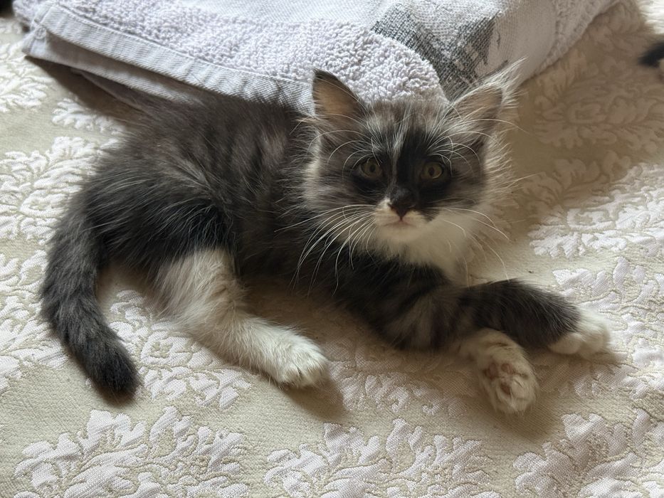 Котята, 1,7 мес., лоток знают, игривые, активный, красивые, пушистые