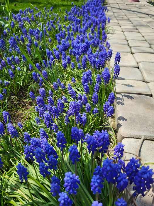 Мускари луковицы