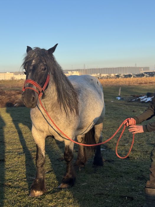 Manza gestanta muceda de 3 ani