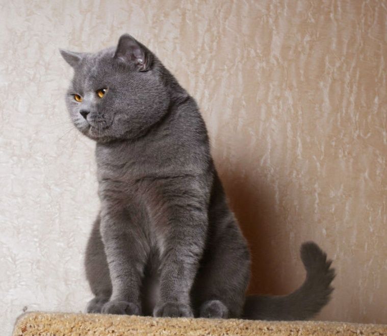 Британцы котята Алматы