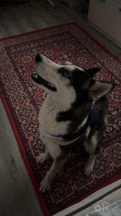 Husky it sotiladi