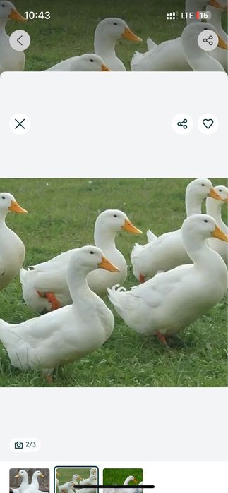Продам пекинский утка