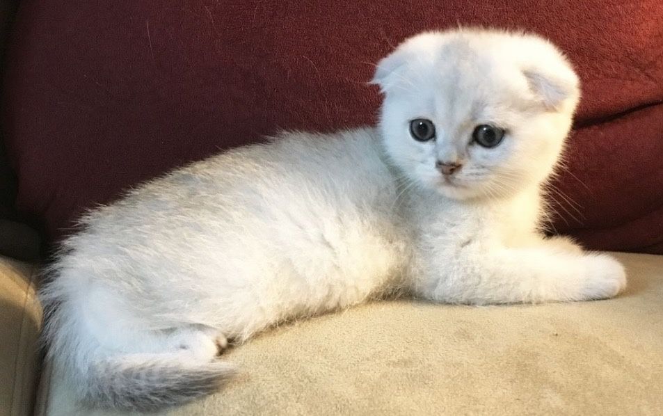 Продаётся котёнок серебристая шиншиллы