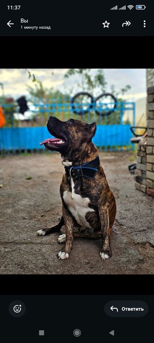 Стафф бронь щенков