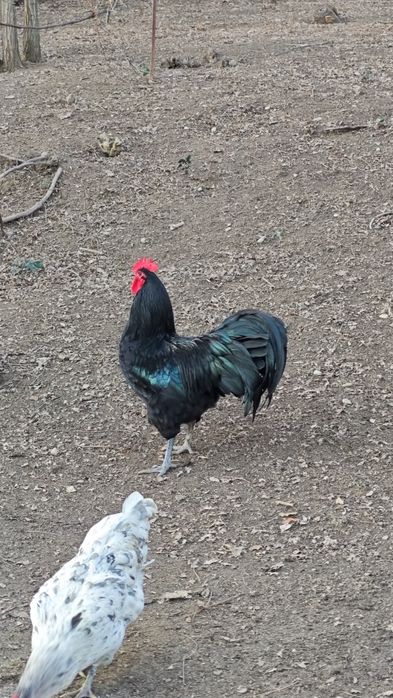 Cocos Australorp