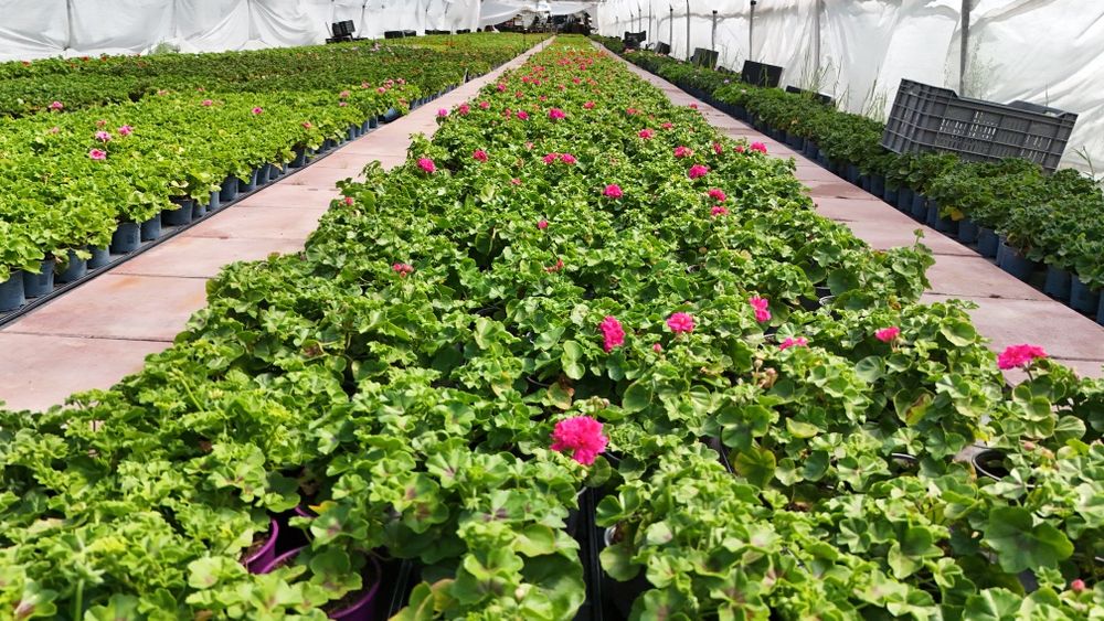 Muscate / Pelargonium Zonale , Curgatoare ,Peltatum , Tiroleze