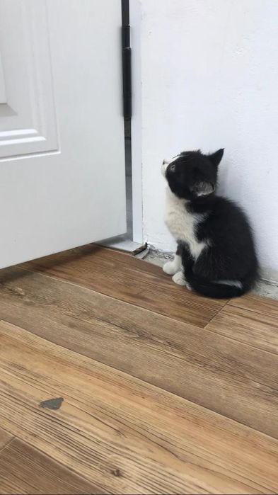 Британский кошки