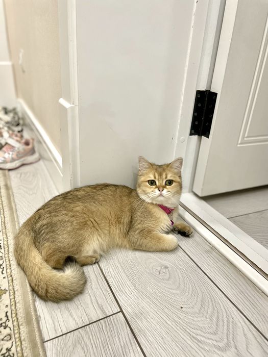 Золотая шиншилла