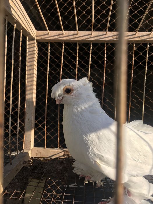 Продам белого двухчубого самца