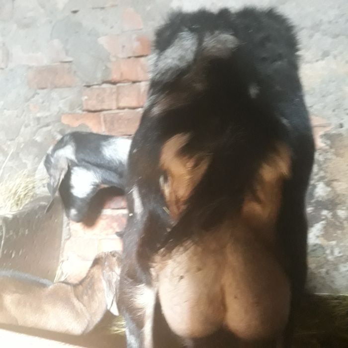 Vând doi tapisori anglonubieni